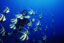 poisson cocher