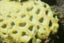 faviidae