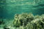 acropora